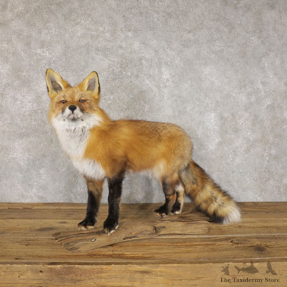 Red Fox Life-Size Mount For Sale #22596 @ The Taxidermy Store