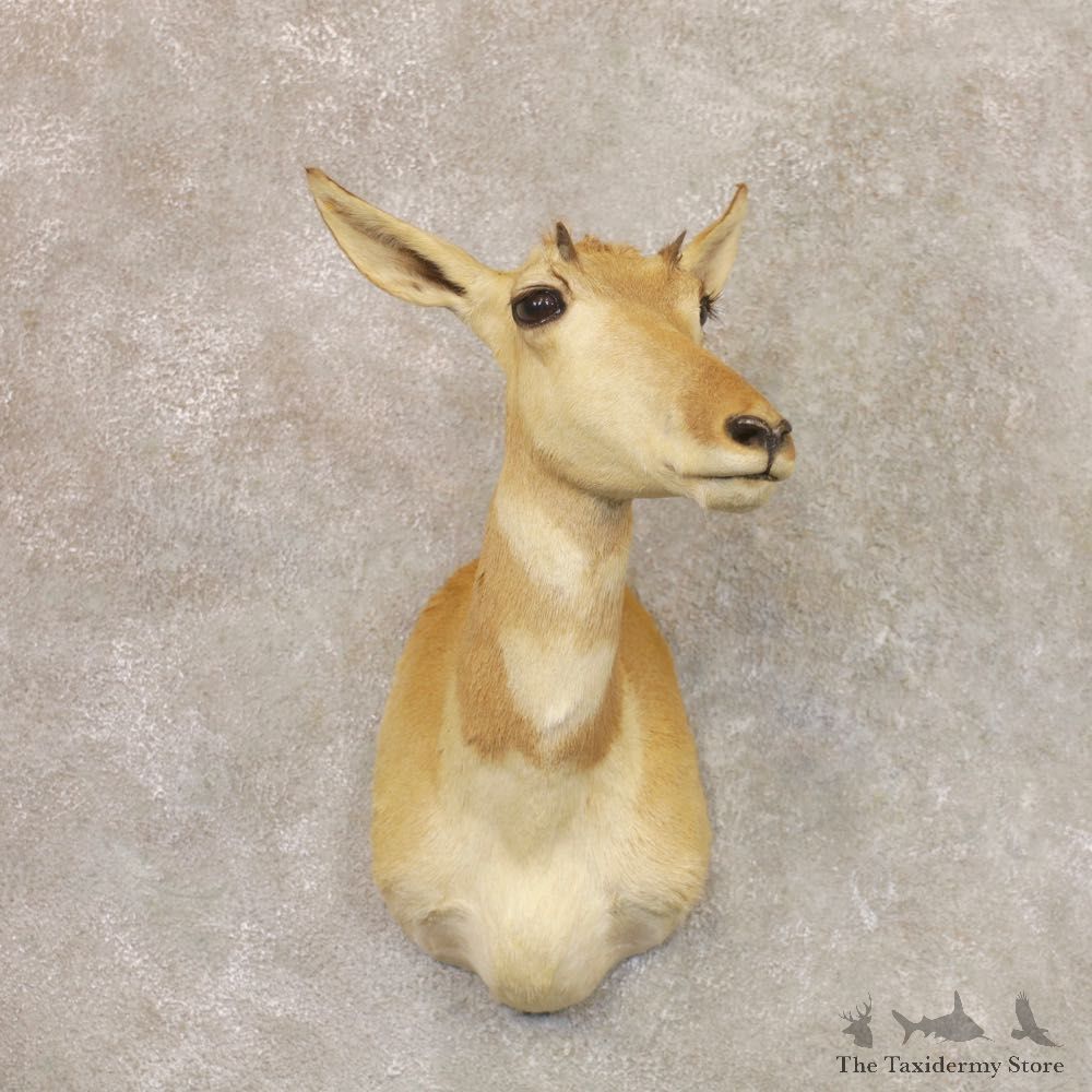 Female Pronghorn Antelope Shoulder Mount For Sale #22164 @ The Taxidermy Store