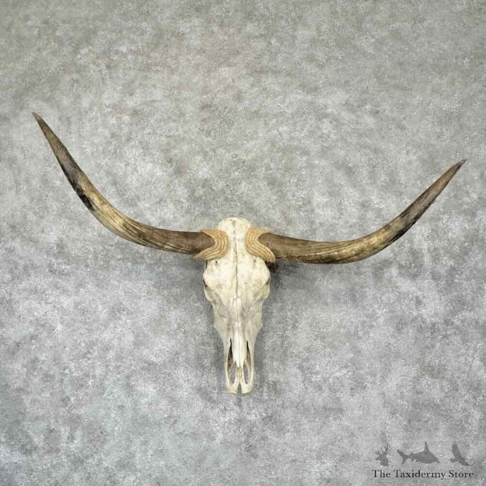 Longhorn Steer Skull European Mount For Sale #32303 @ The Taxidermy Store