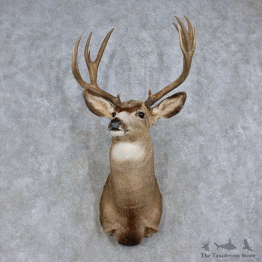 Mule Deer Shoulder Mount For Sale #15711 @ The Taxidermy Store