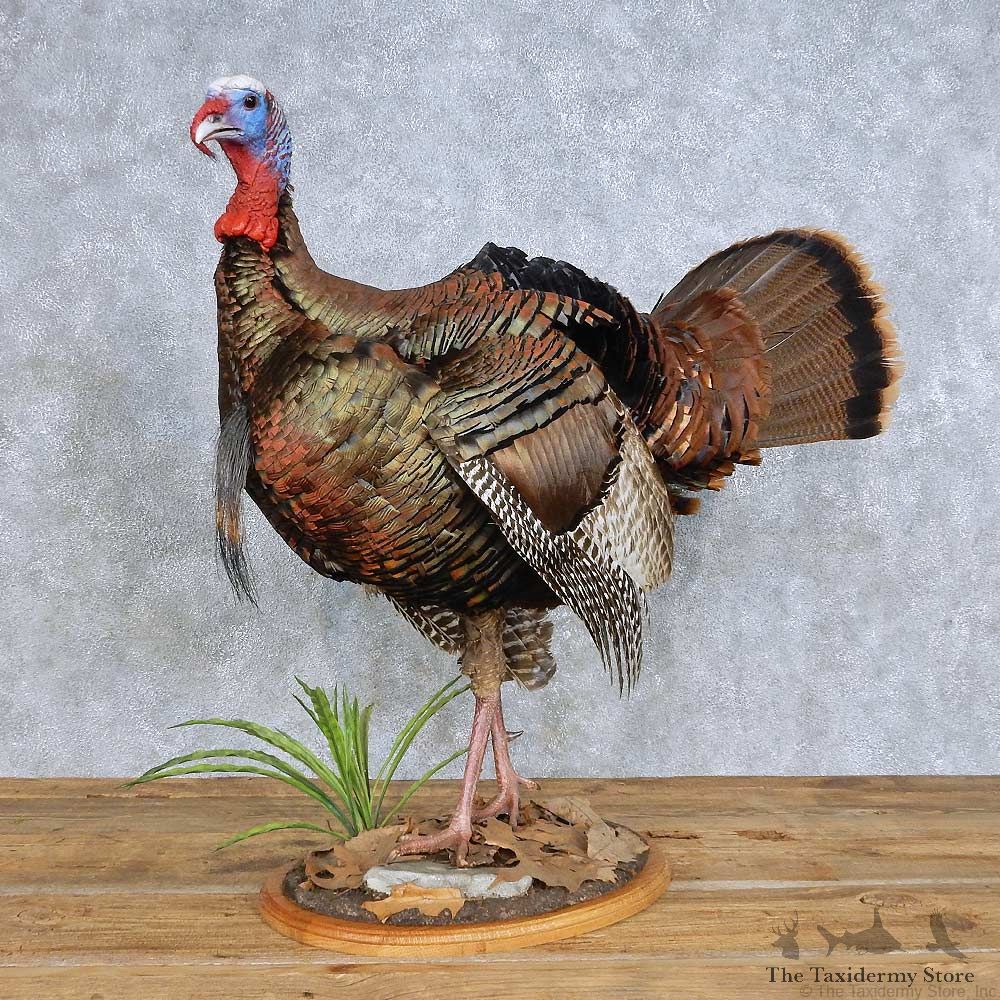 Standing Eastern Turkey Bird Mount For Sale #14709 @ The Taxidermy Store