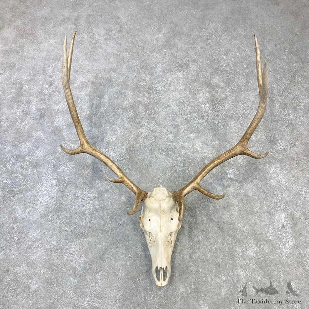 Rocky Mountain Elk Skull Mount For Sale #23096 @ The Taxidermy Store