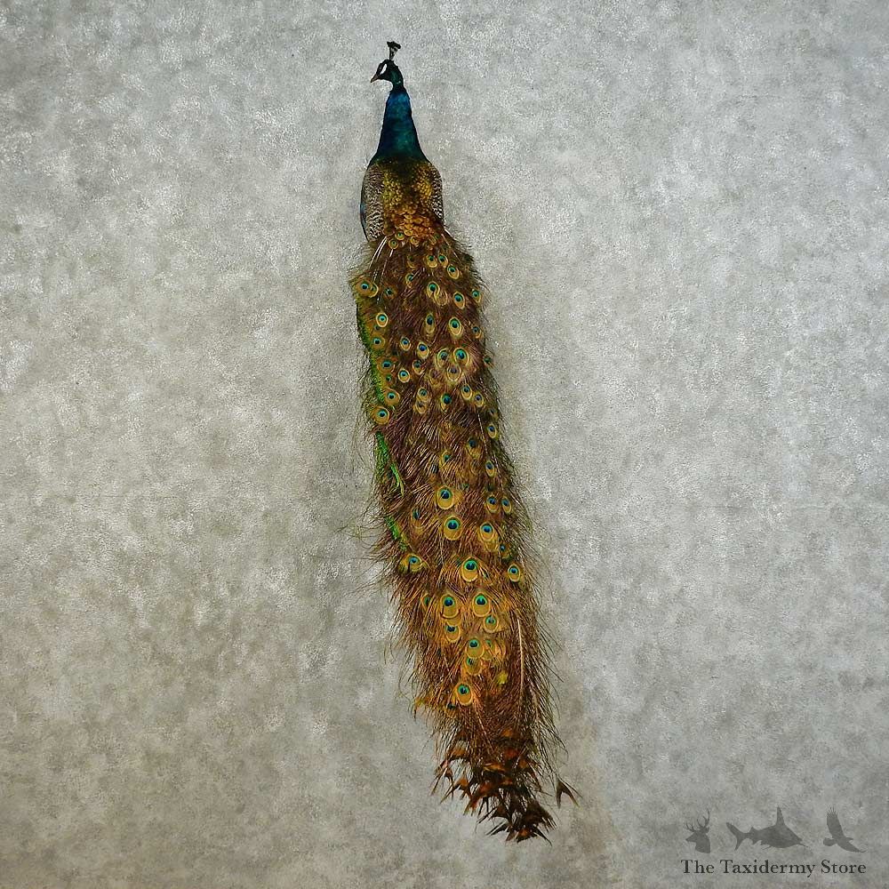 Indian Peacock Bird Mount For Sale #16228 @ The Taxidermy Store