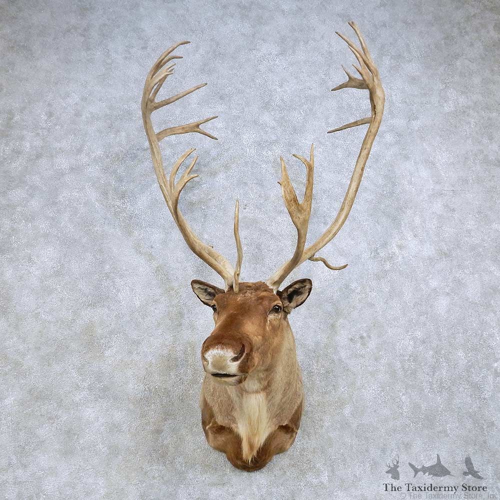 Barren Ground Caribou Shoulder Mount For Sale #14613 @ The Taxidermy Store