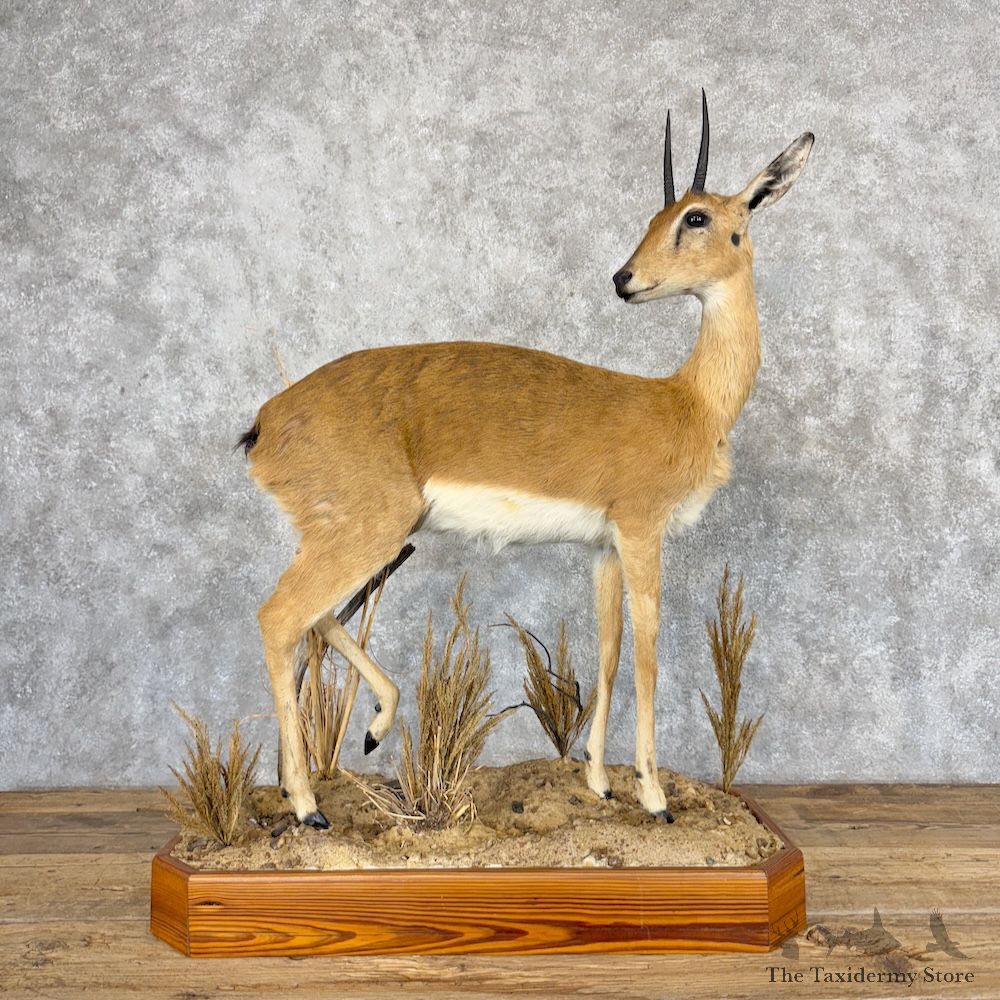 Southern Oribi Life-Size Mount For Sale #29967 @ The Taxidermy Store
