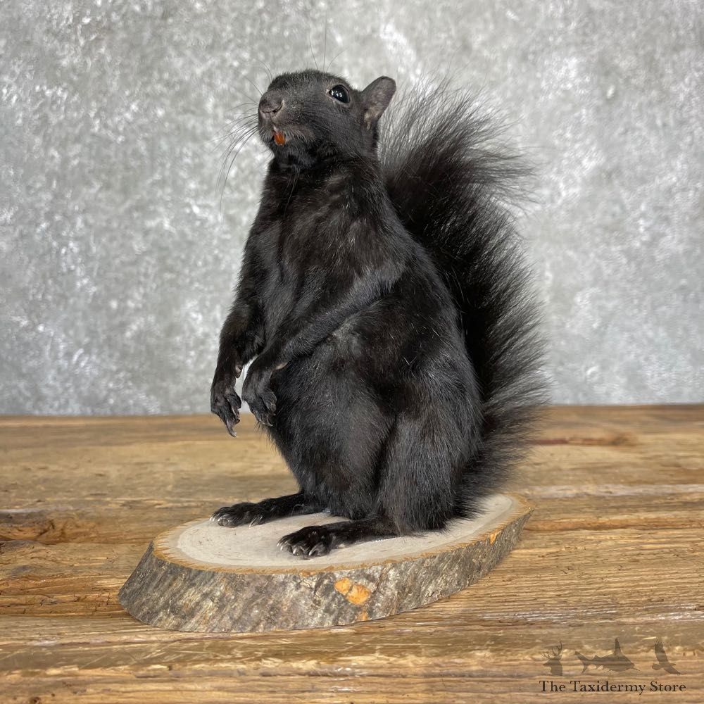 Black Squirrel Life-Size Mount For Sale #24346 @ The Taxidermy Store
