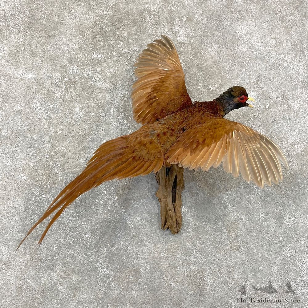 Copper Pheasant Bird Mount For Sale #24785 @ The Taxidermy Store