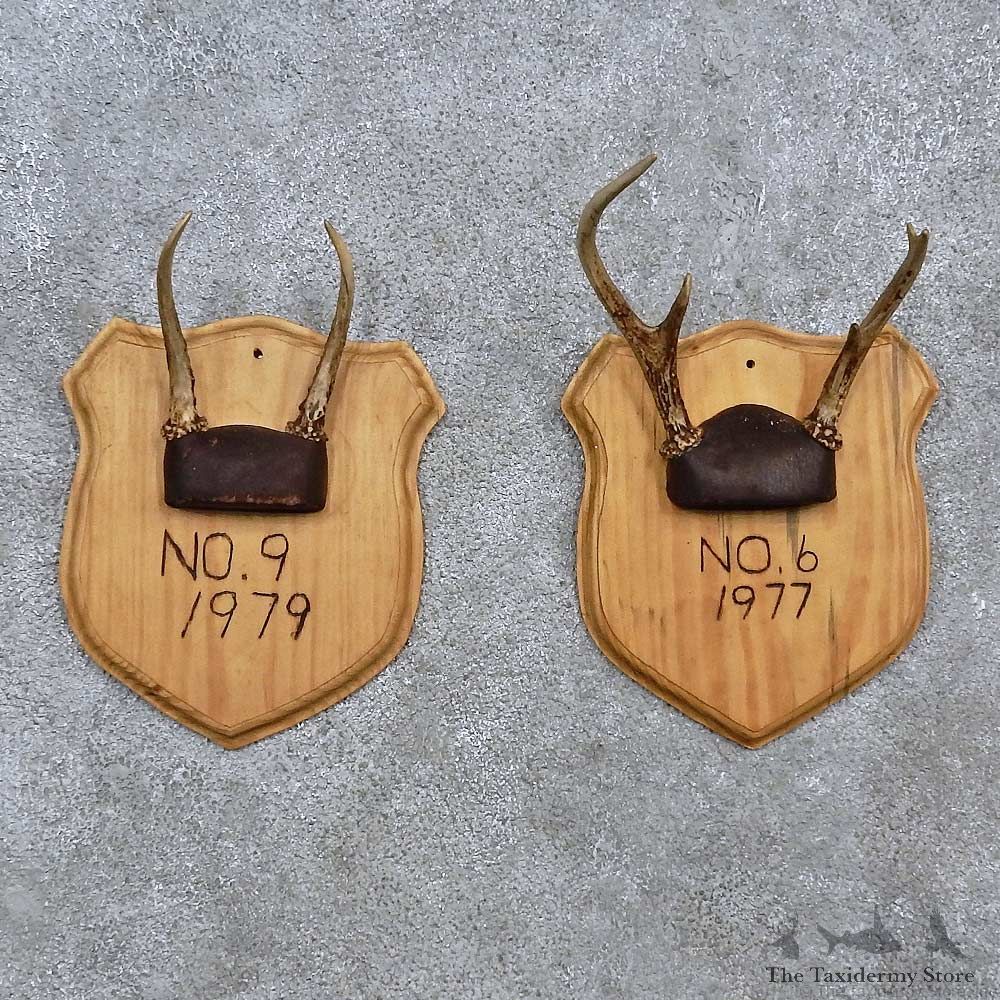 Whitetail Antler Plaque Mounts For Sale #15673 @ The Taxidermy Store
