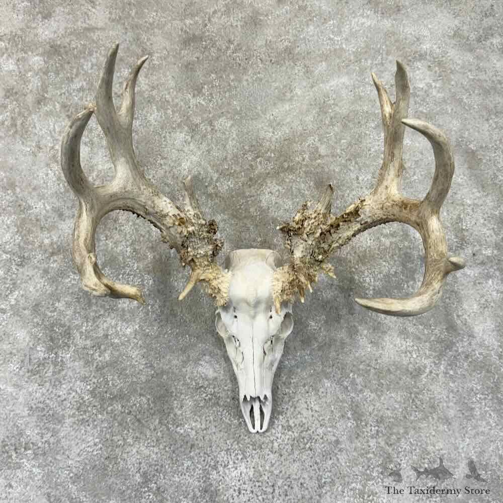 Whitetail Deer Skull European Mount For Sale #30909 @ The Taxidermy Store