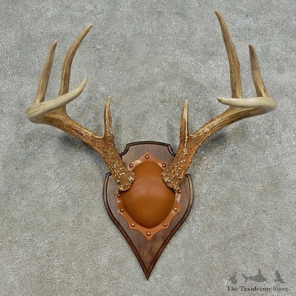 Whitetail Deer Antler Plaque For Sale #16622 @ The Taxidermy Store