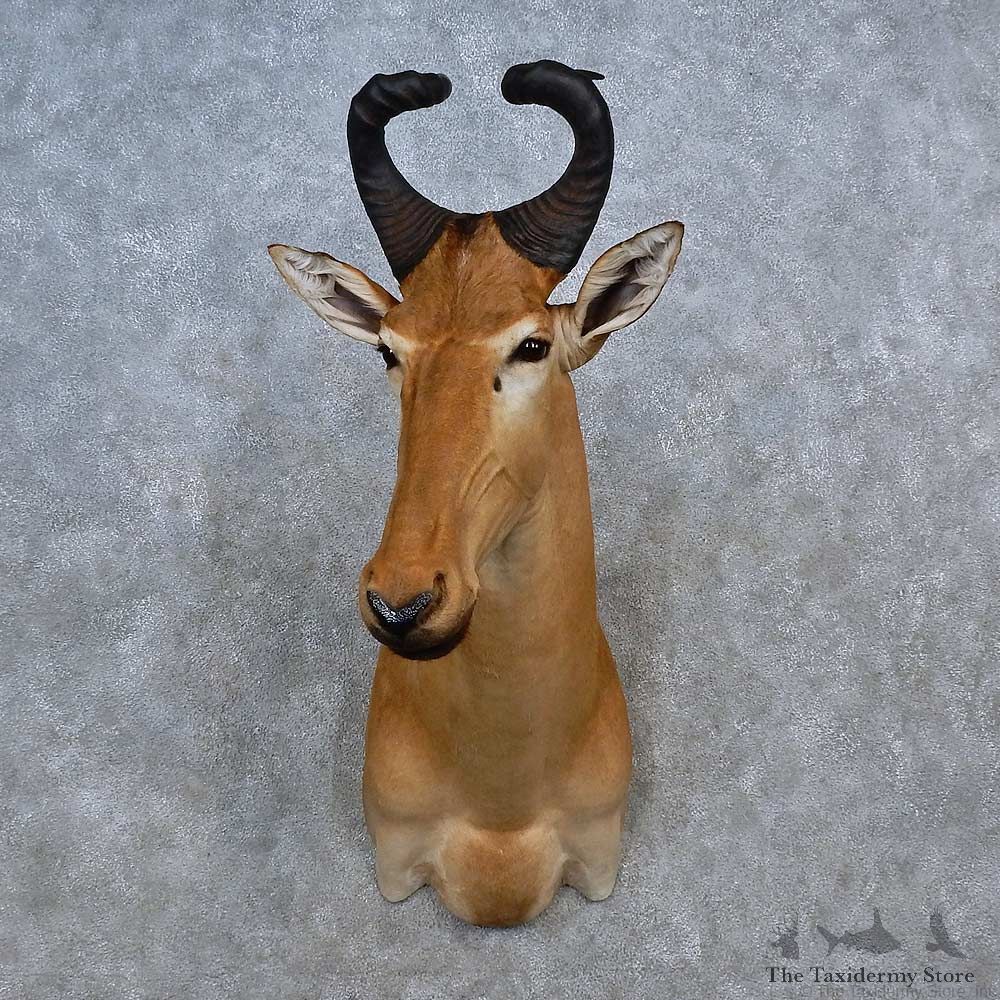 Western Hartebeest Shoulder Mount For Sale #15579 @ The Taxidermy Store
