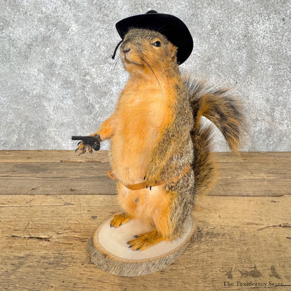 Cowboy Fox Squirrel Novelty Mount For Sale #30218 @ The Taxidermy Store