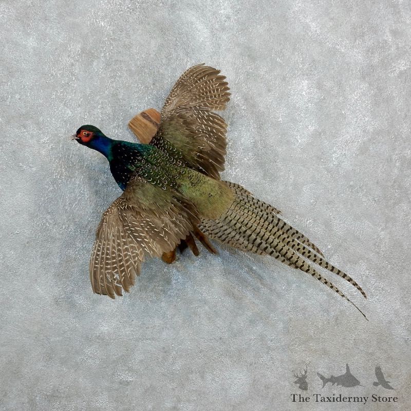 Green Pheasant Taxidermy Mount #18253 For Sale @ The Taxidermy Store