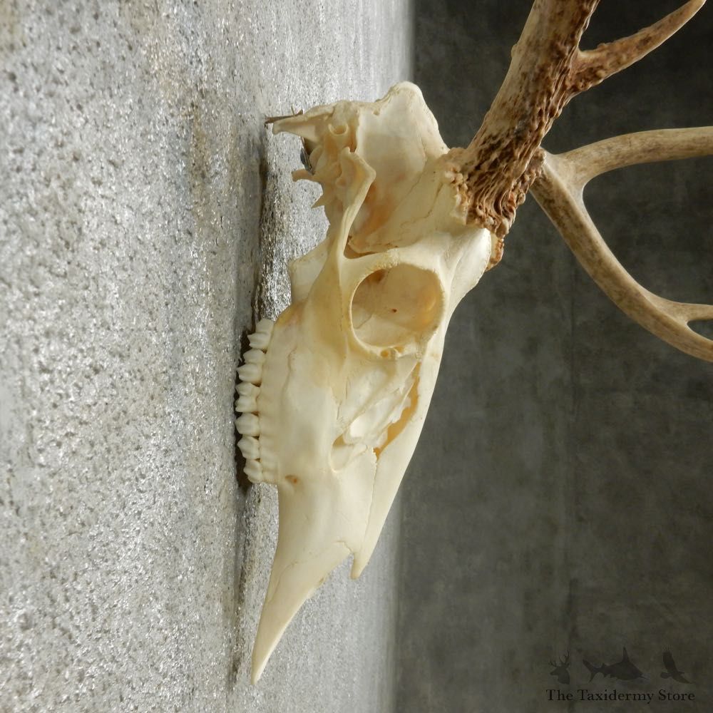 Whitetail Deer Skull European Mount For Sale #14641 @ The Taxidermy Store