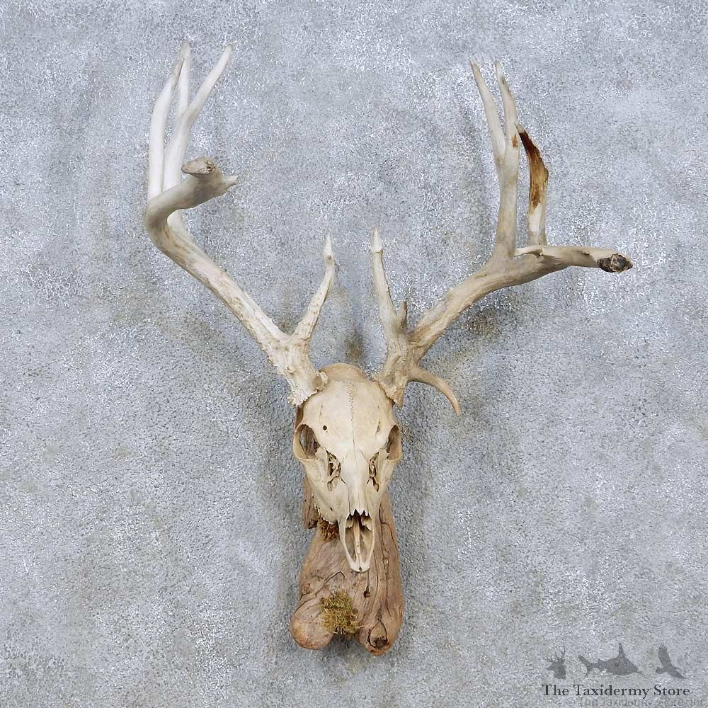 Whitetail Deer Skull Horn Taxidermy Mount For Sale #13952 @ The Taxidermy Store