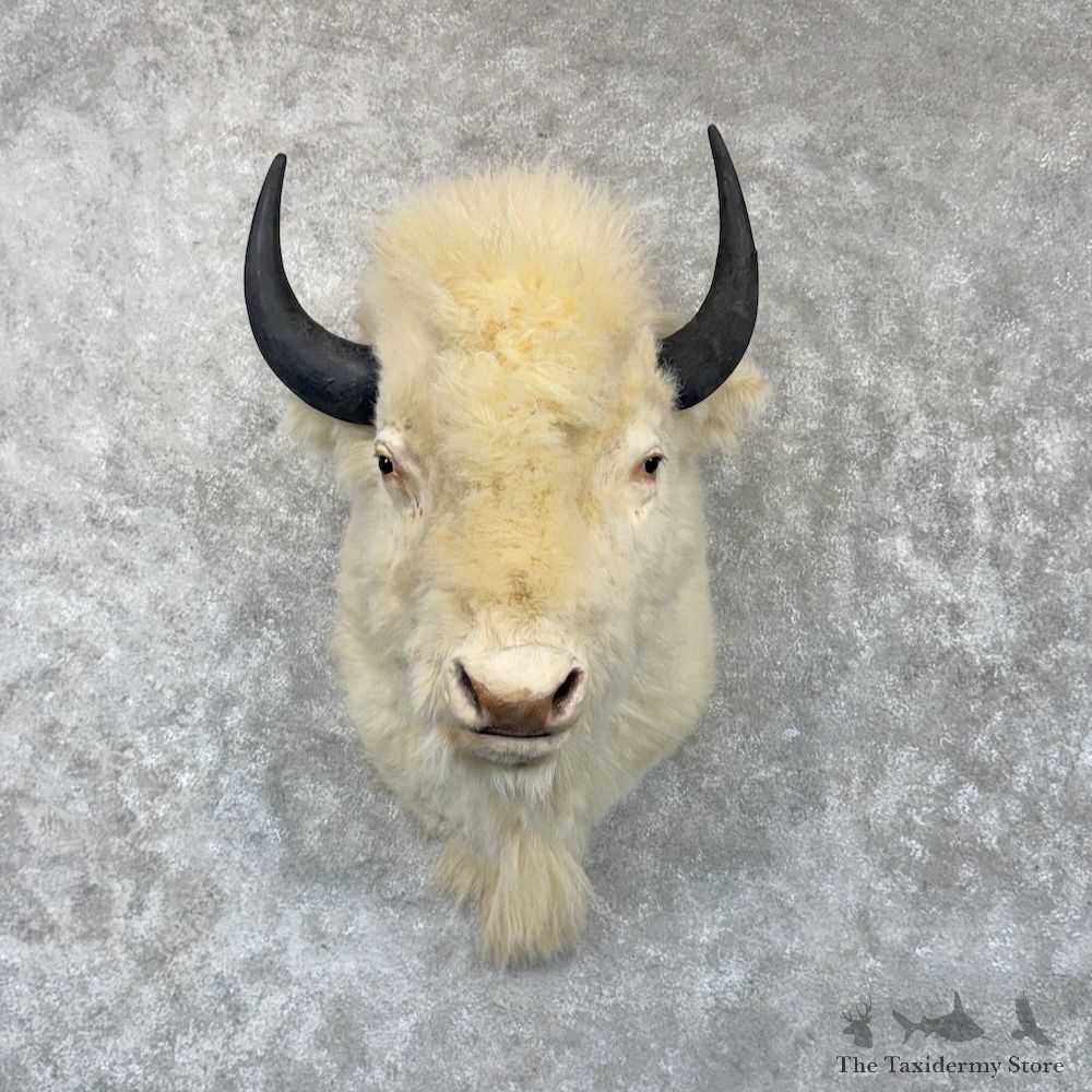 White American Bison Shoulder Mount For Sale #30234 @ The Taxidermy Store
