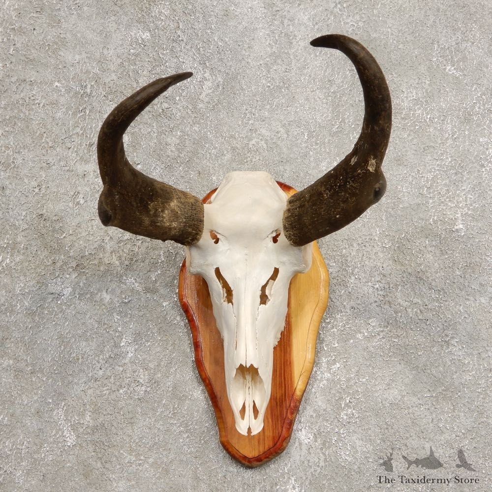 Pronghorn Skull & Horn European Mount #20439 For Sale @ The Taxidermy Store