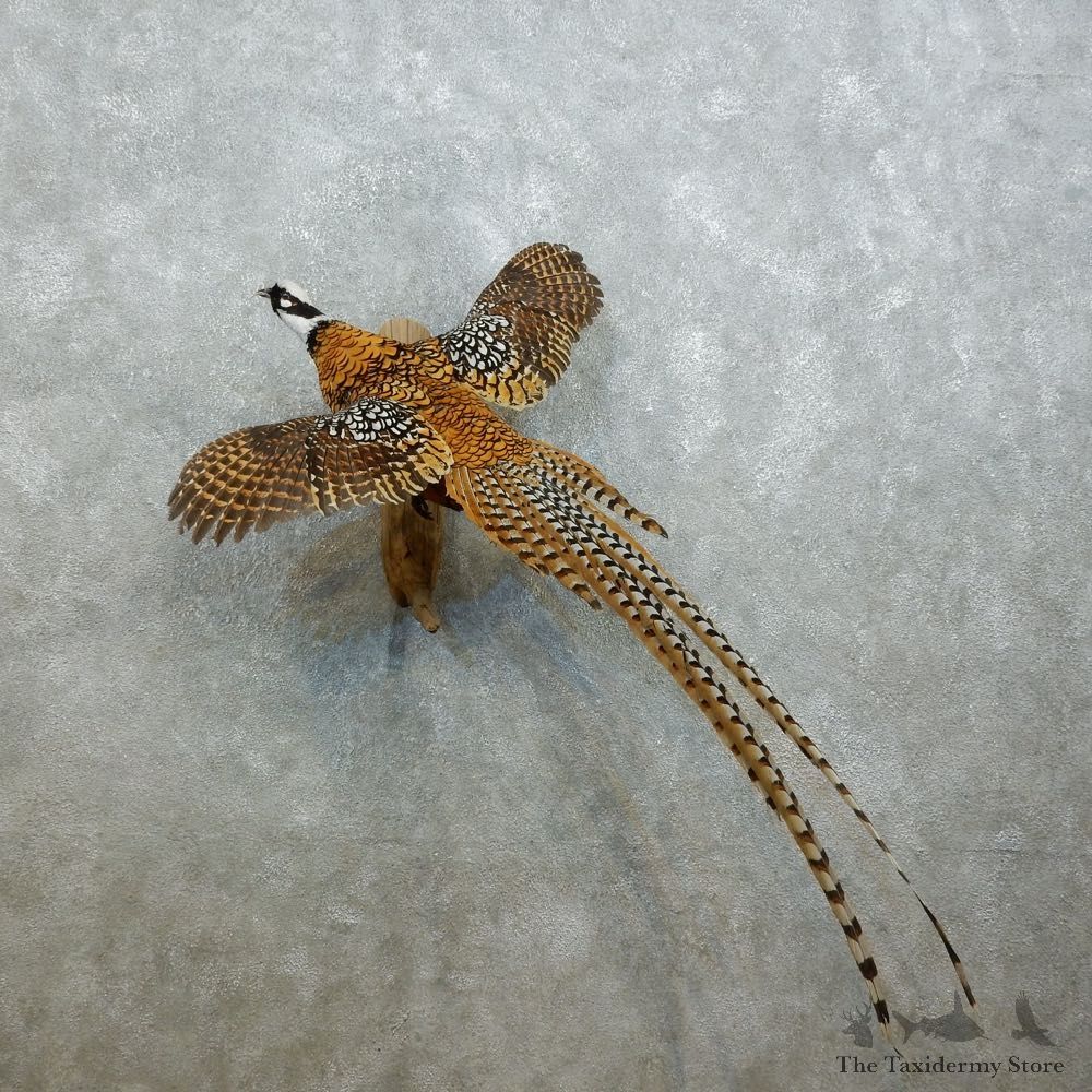 Reeves Pheasant Bird Mount For Sale #18544 @ The Taxidermy Store