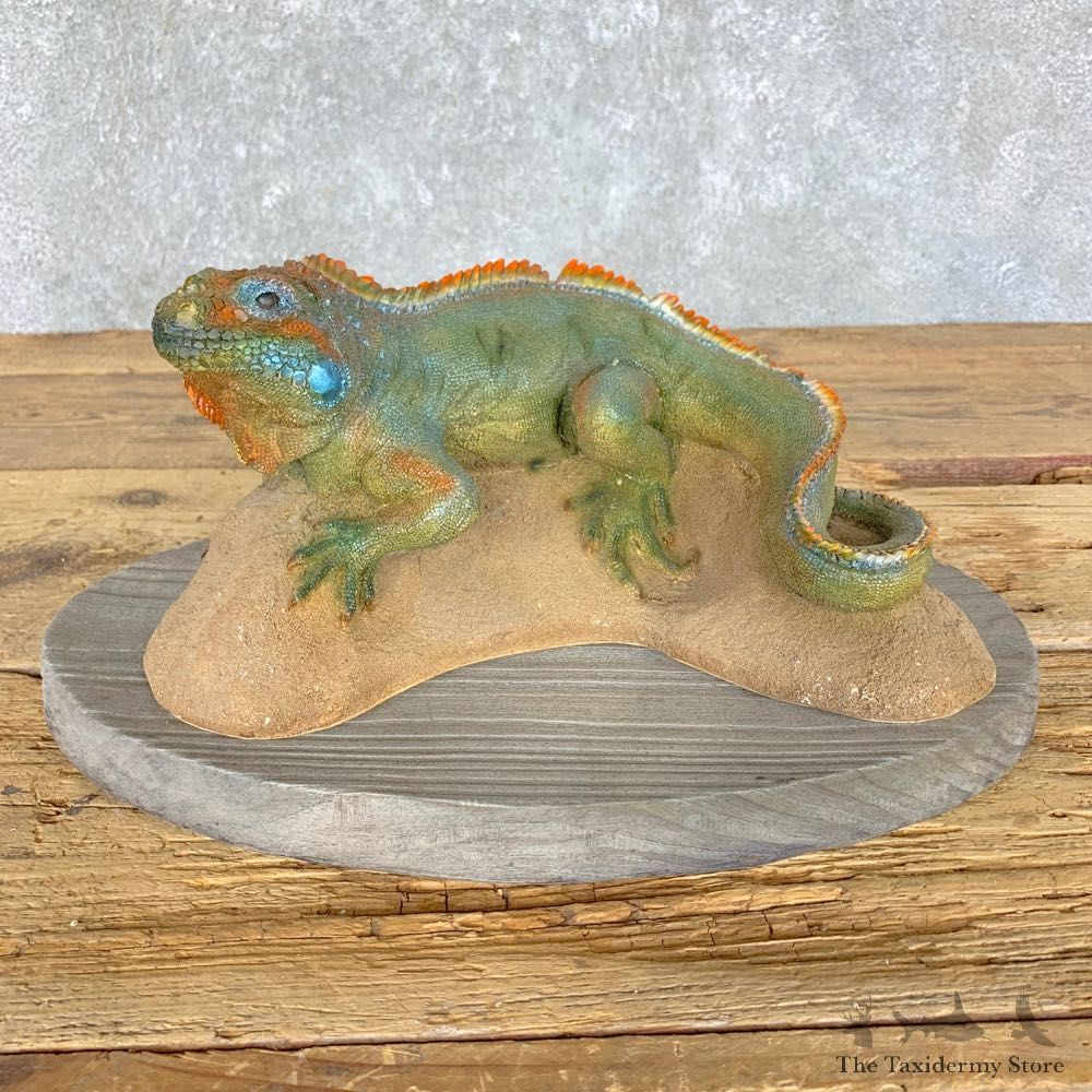 Iguana Replica Mount For Sale #23630 @ The Taxidermy Store