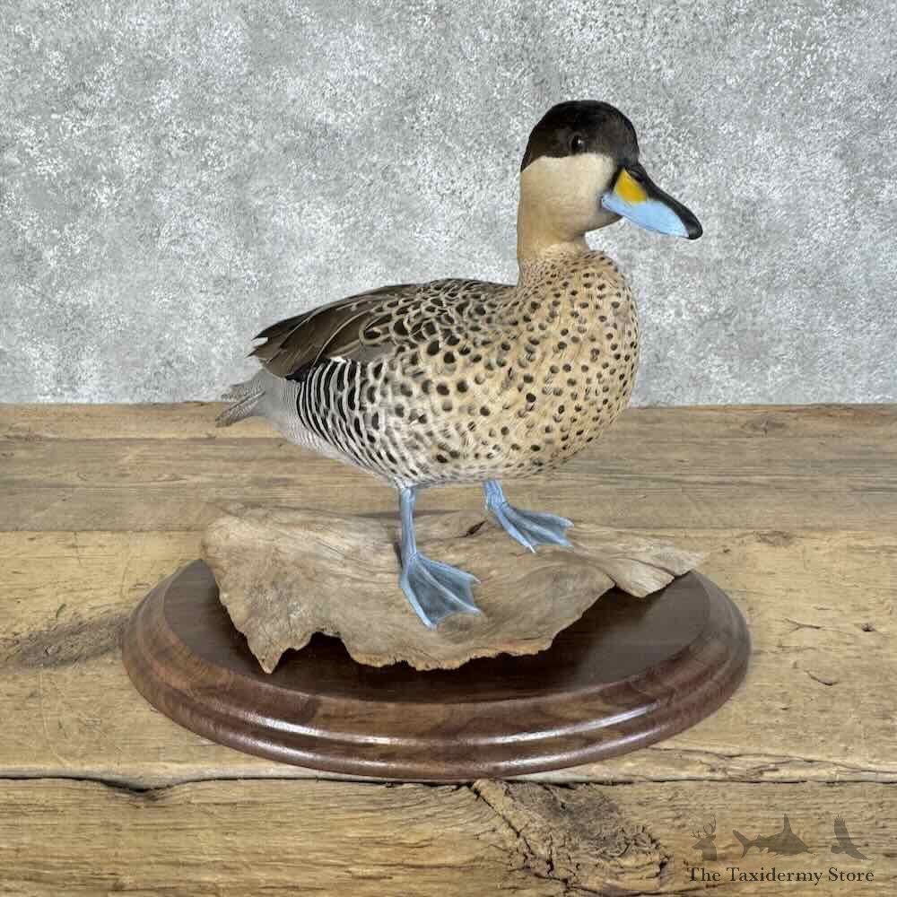 Silver Teal Drake Bird Mount For Sale #31398 @ The Taxidermy Store