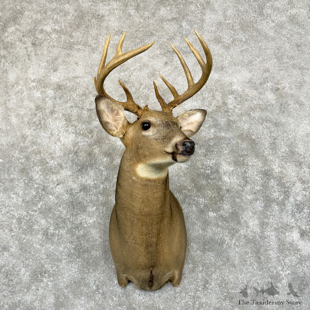Whitetail Deer Shoulder Mount For Sale #29050 - The Taxidermy Store