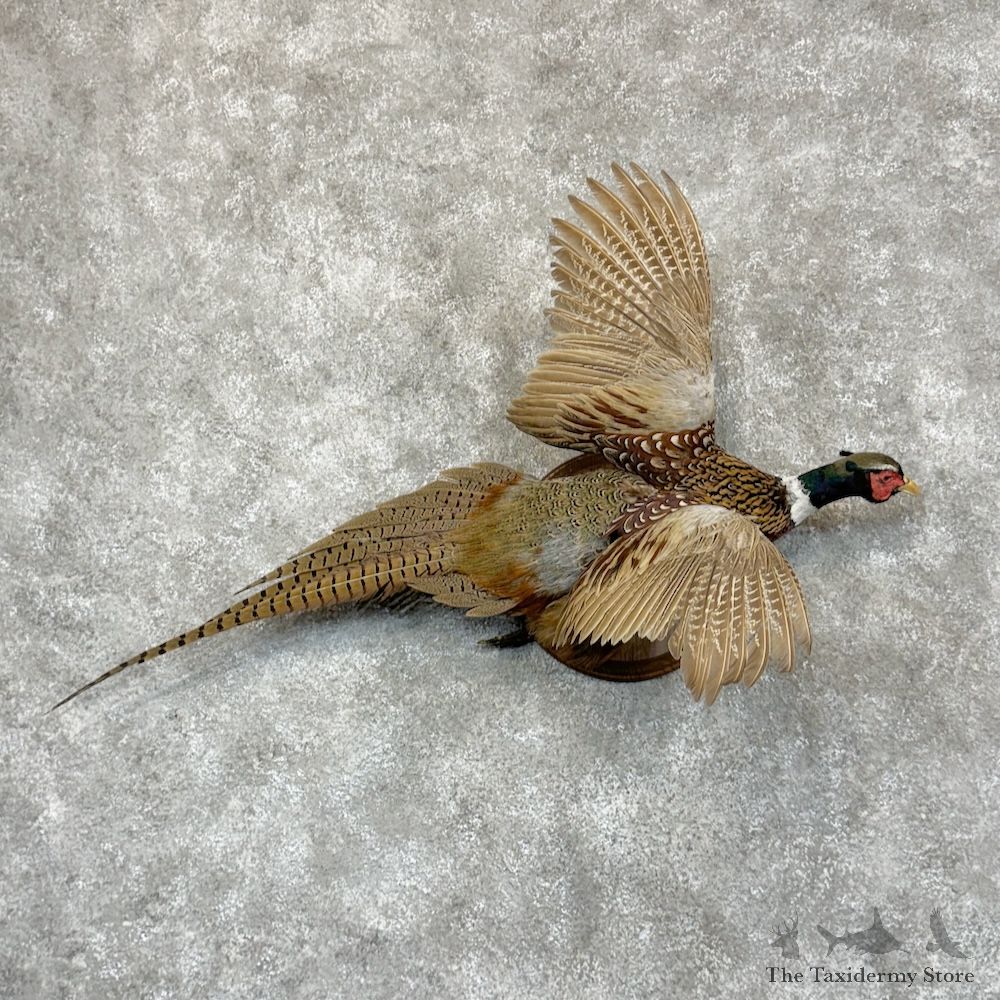 Ringneck Pheasant Bird Mount For Sale #29414 @ The Taxidermy Store