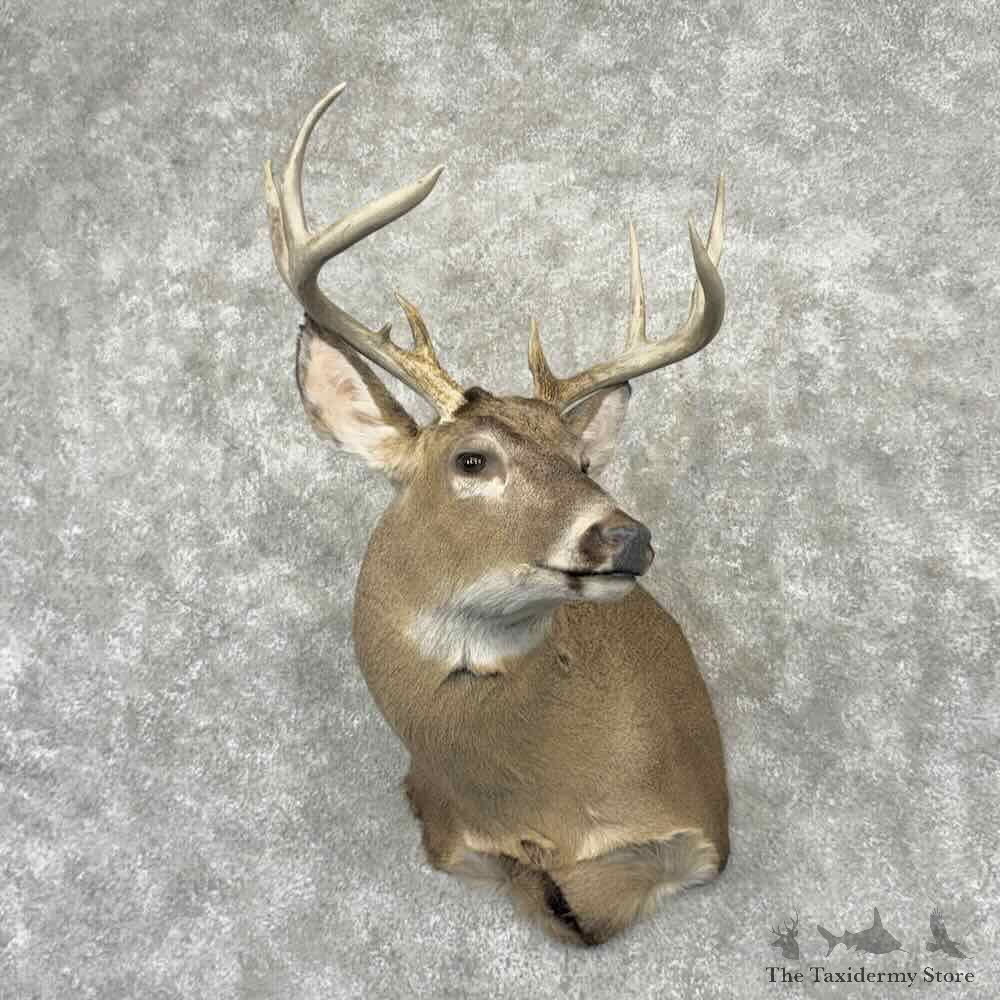 Whitetail Deer Shoulder Mount For Sale #32204 @ The Taxidermy Store