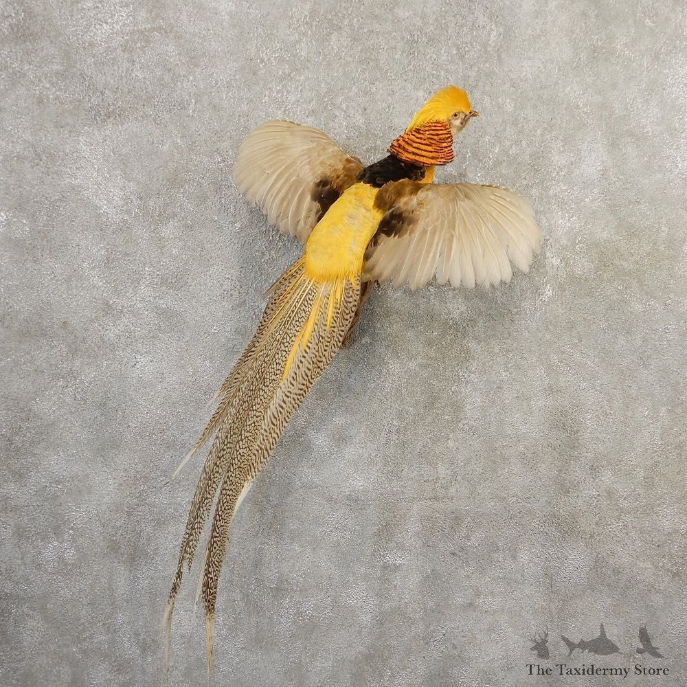 Yellow Golden Pheasant Bird Mount For Sale #20799 @ The Taxidermy Store