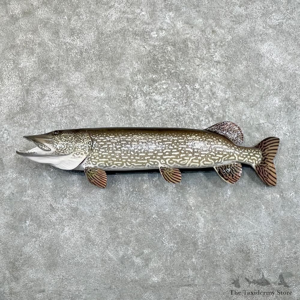 Northern Pike Fish Mount For Sale #27536 @The Taxidermy Store