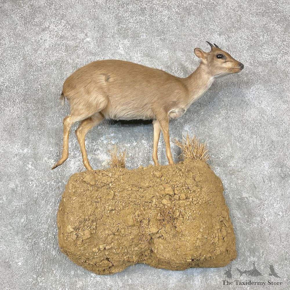 Blue Duiker Life-Size Mount For Sale #28883 @ The Taxidermy Store
