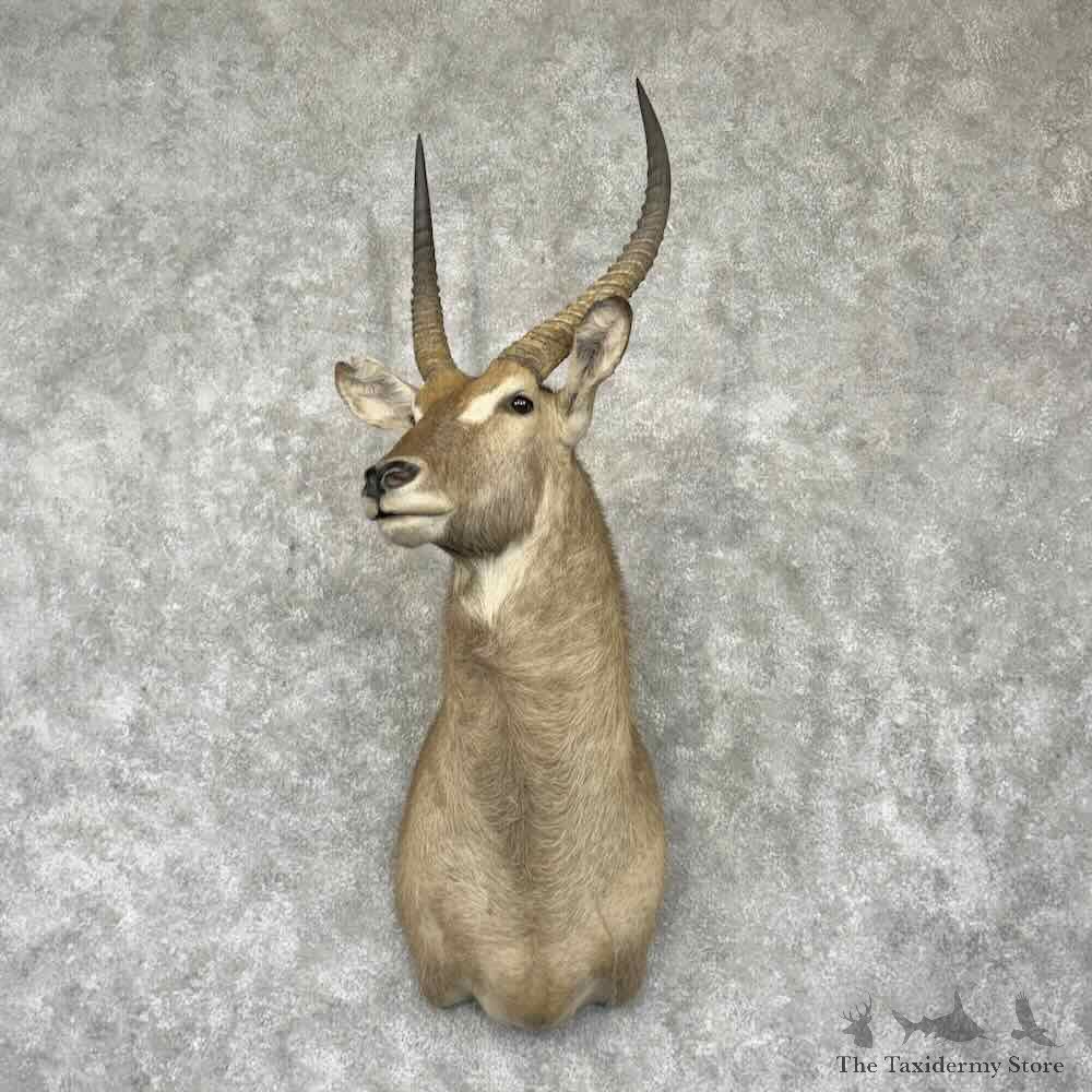 Common Waterbuck Shoulder Mount For Sale #31647 @ The Taxidermy Store