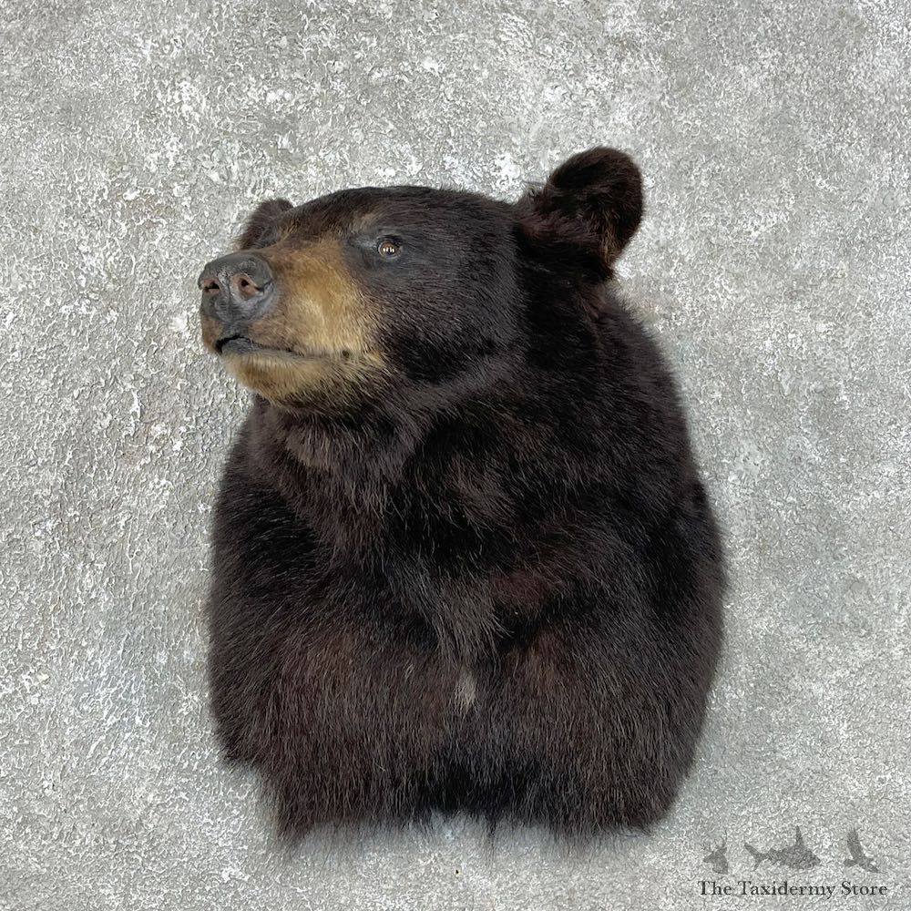 Black Bear Shoulder Mount For Sale #25475 @ The Taxidermy Store