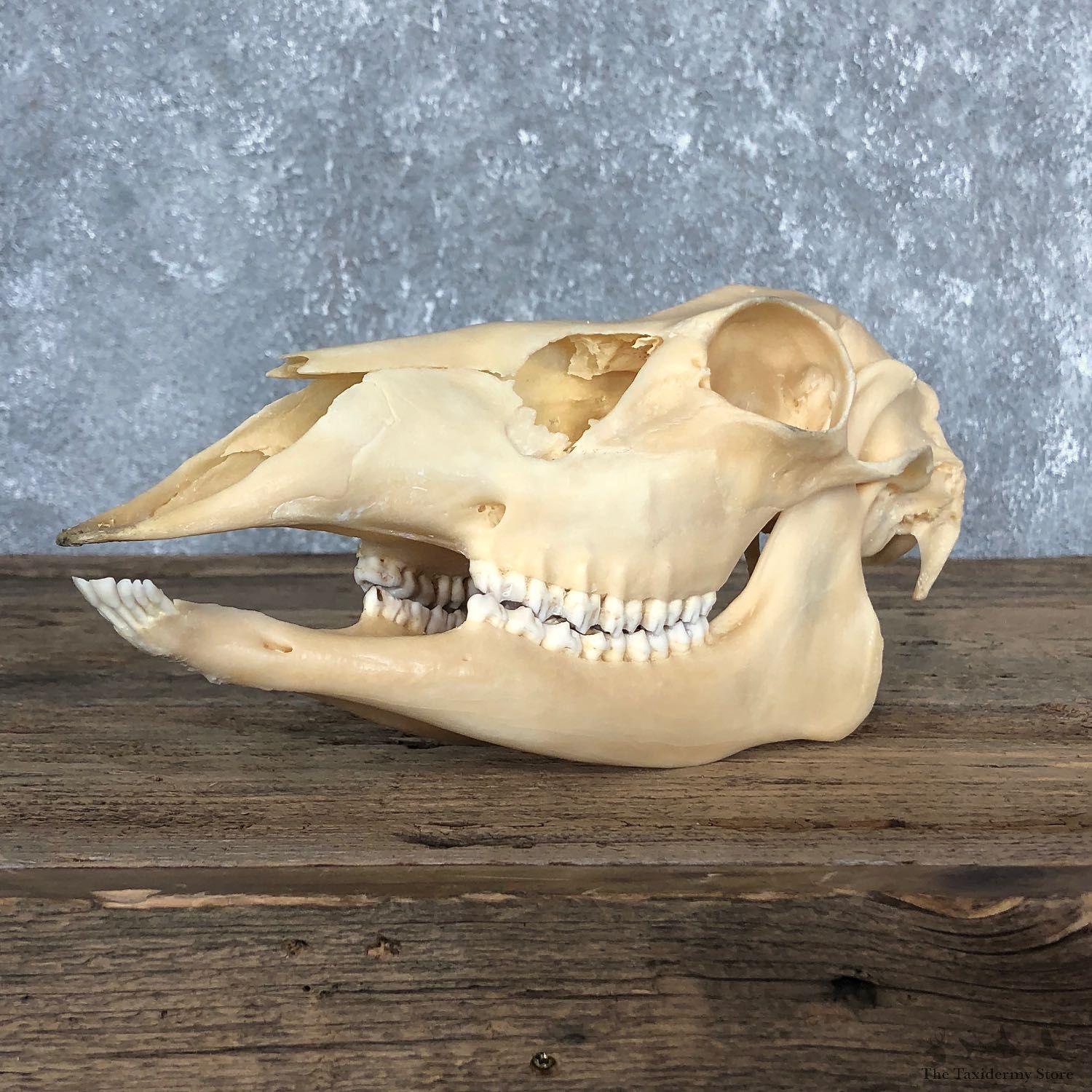 Whitetail Deer Doe Skull European Mount #19842 For Sale @ The Taxidermy Store