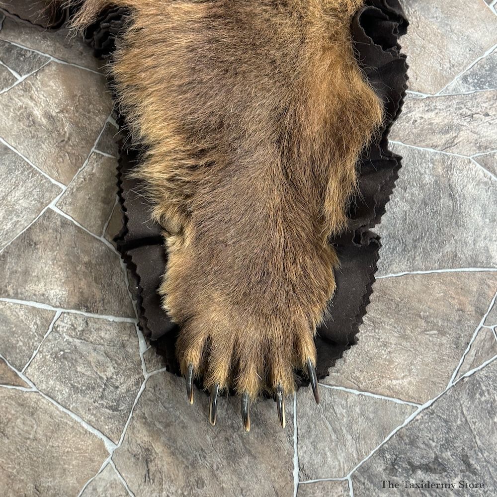 Grizzly Bear Full Size Rug Mount For Sale #29315 @ The Taxidermy Store