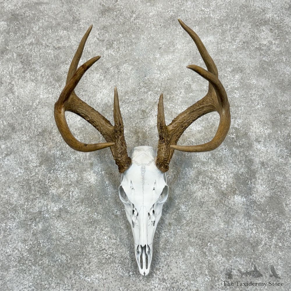 Whitetail Deer Skull European Mount For Sale #29467 @ The Taxidermy Store