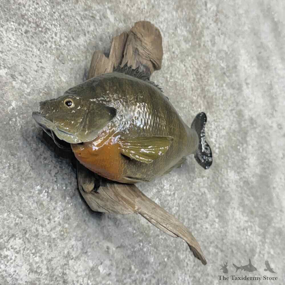 Bluegill Fish Mount For Sale #32193 @ The Taxidermy Store