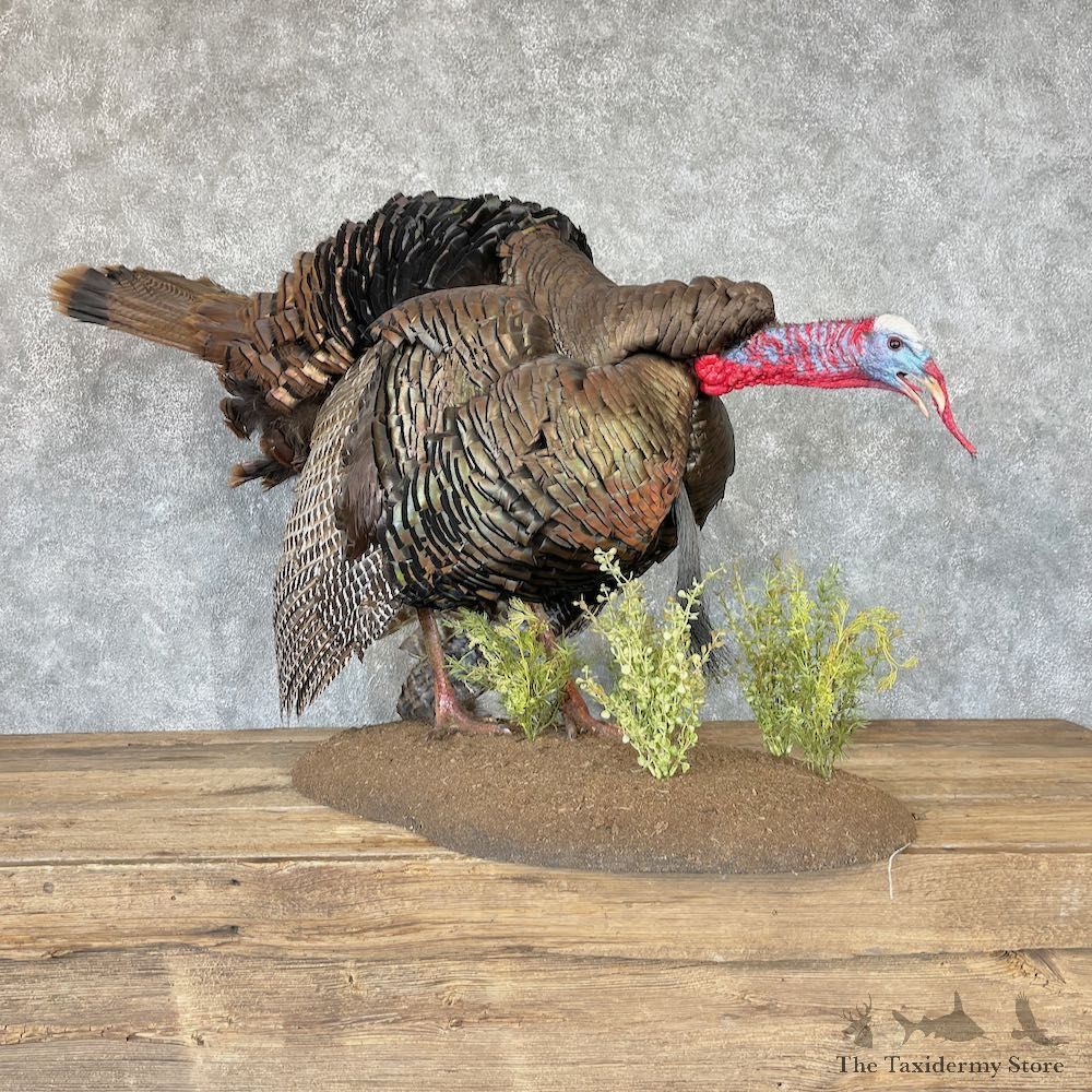 Eastern Turkey Bird Mount For Sale #26628 @ The Taxidermy Store