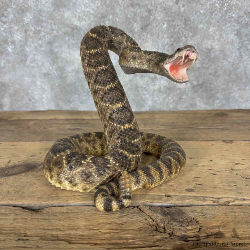 Eastern Diamondback Rattlesnake Mount For Sale #31987 @ The Taxidermy Store