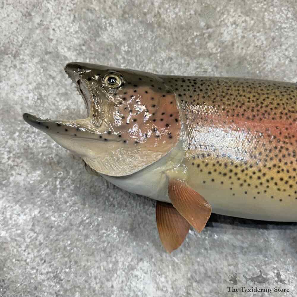 Rainbow Trout Fish Mount For Sale #31366 @ The Taxidermy Store