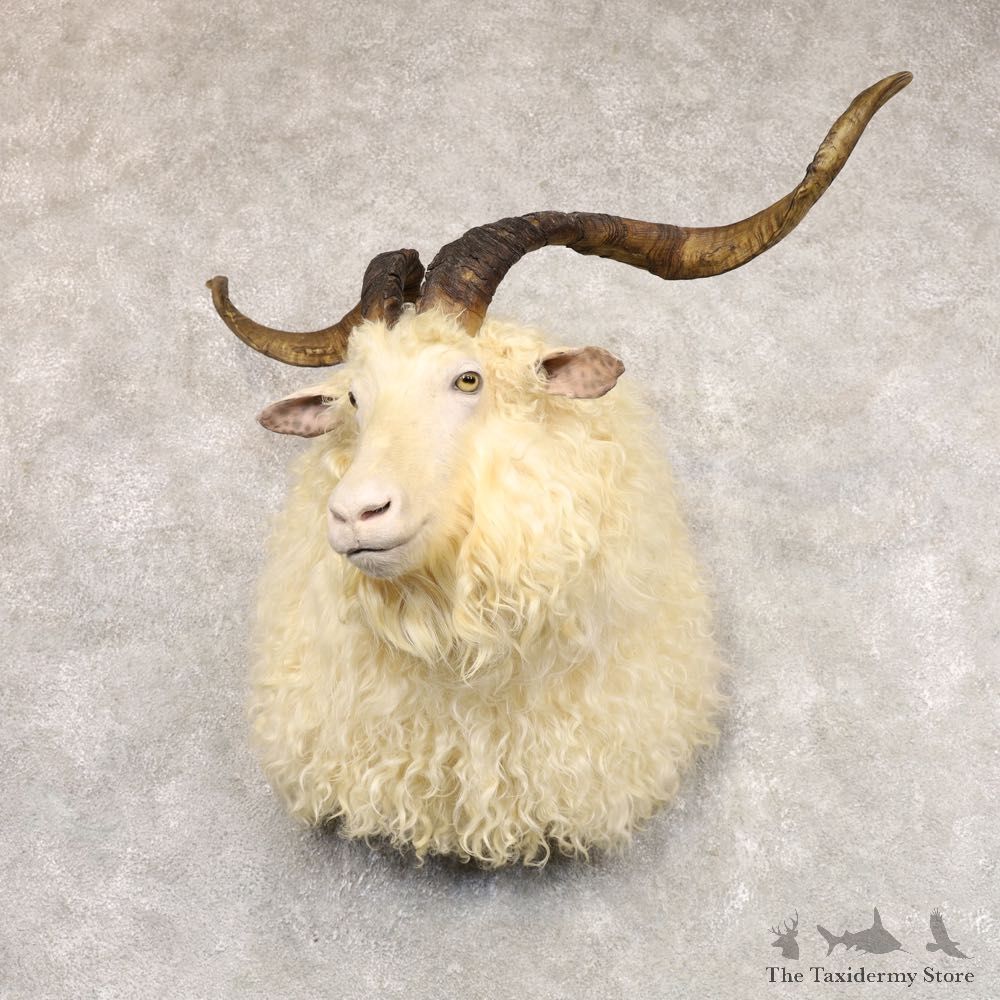 Hybrid Goat Shoulder Taxidermy Mount For Sale #22504 @ The Taxidermy Store