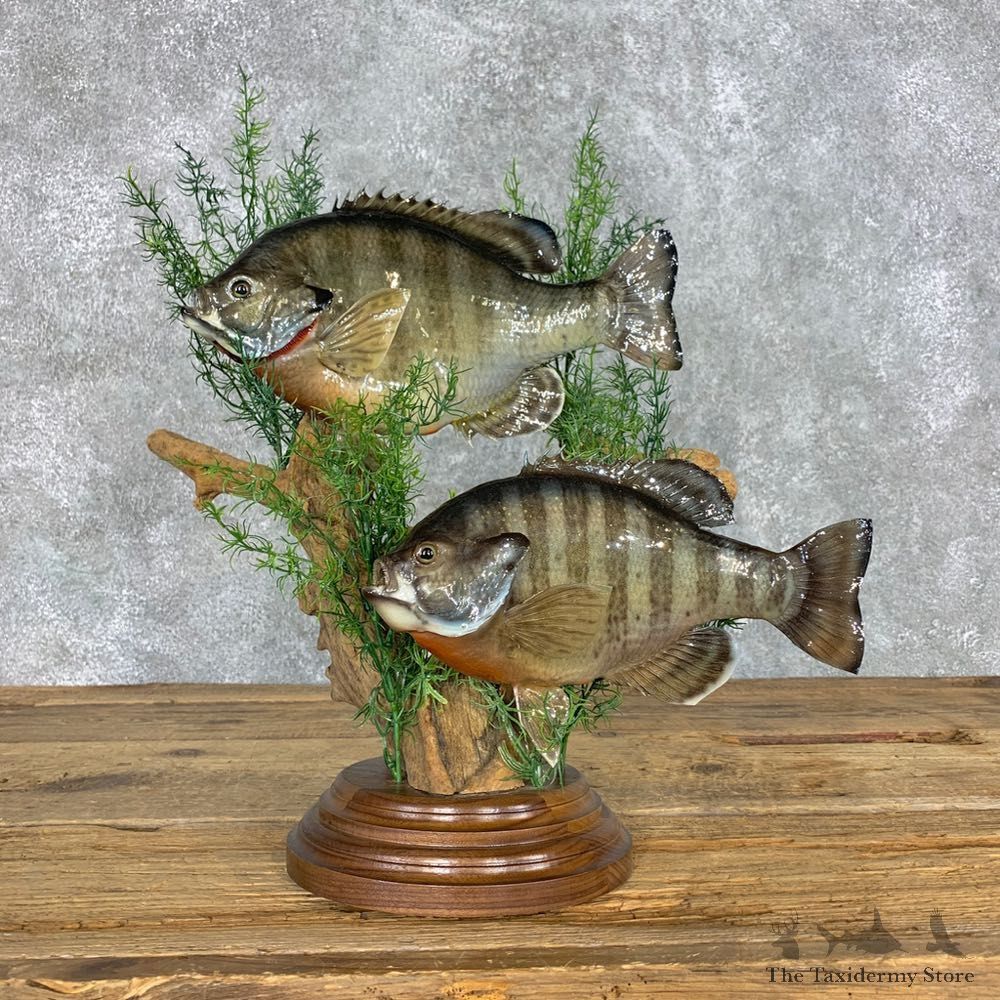 Bluegill Taxidermy Fish Mount #22303 For Sale @ The Taxidermy Store