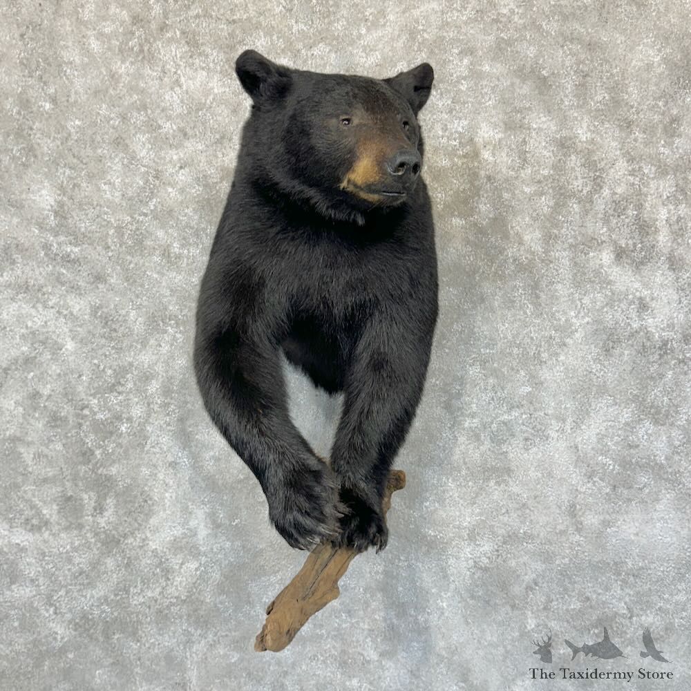 Black Bear Half-Life-Size Mount For Sale #29152 @ The Taxidermy Store