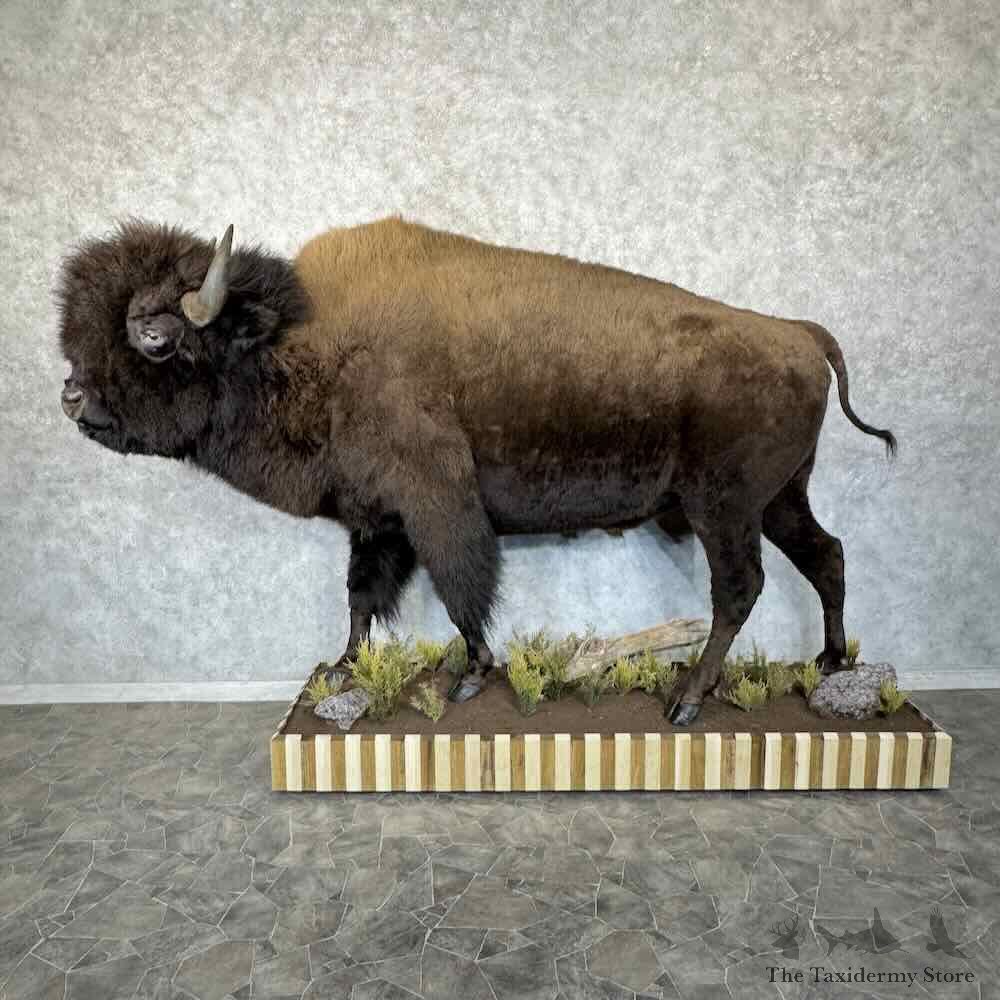 American Buffalo Bison Life-Size Mount For Sale #30851 @ The Taxidermy Store