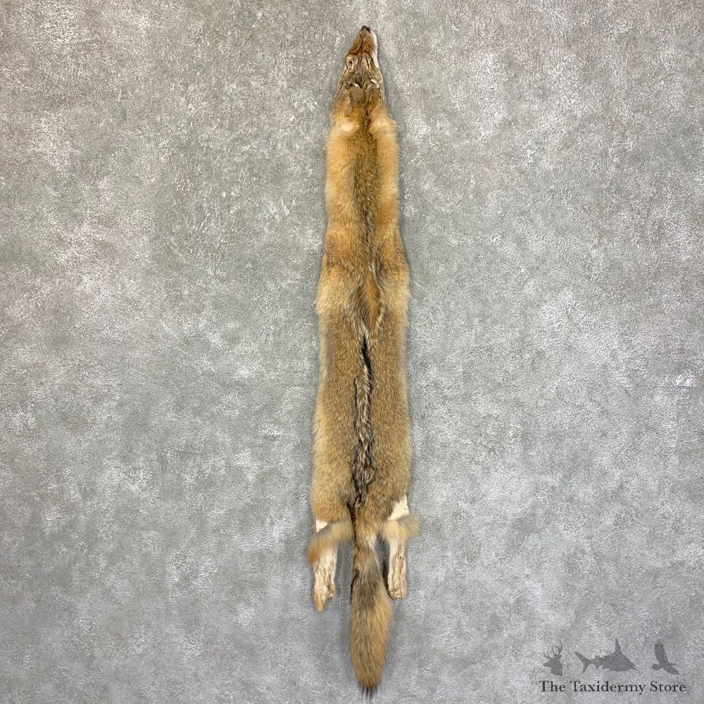 Coyote Tanned Hide For Sale #22755 @ The Taxidermy Store