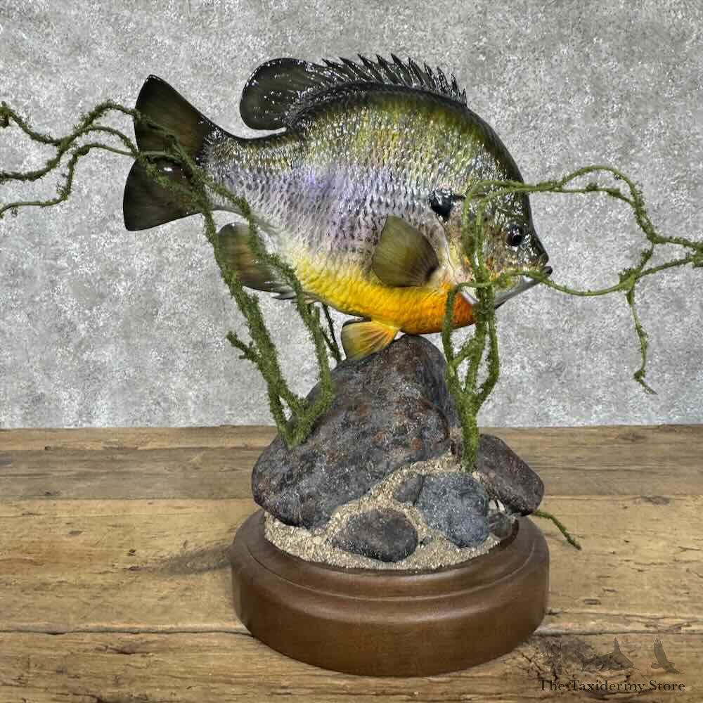 Bluegill Fish Mount For Sale #30709 @ The Taxidermy Store