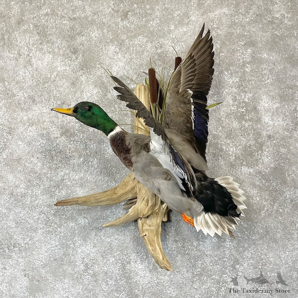 Mallard Duck Drake Mount For Sale #28199 @ The Taxidermy Store