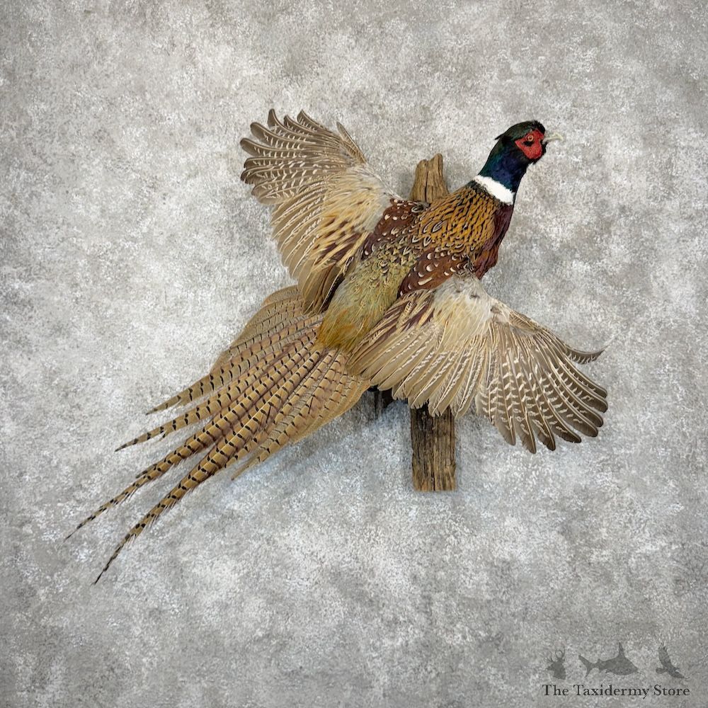 Ringneck Pheasant Bird Mount For Sale #29908 @ The Taxidermy Store