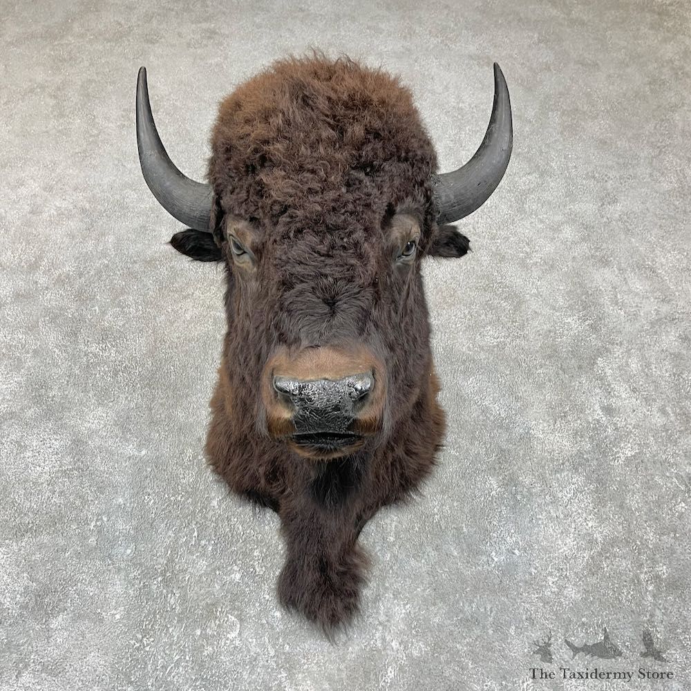 American Buffalo Shoulder Taxidermy Mount For Sale #25855 @ The Taxidermy Store