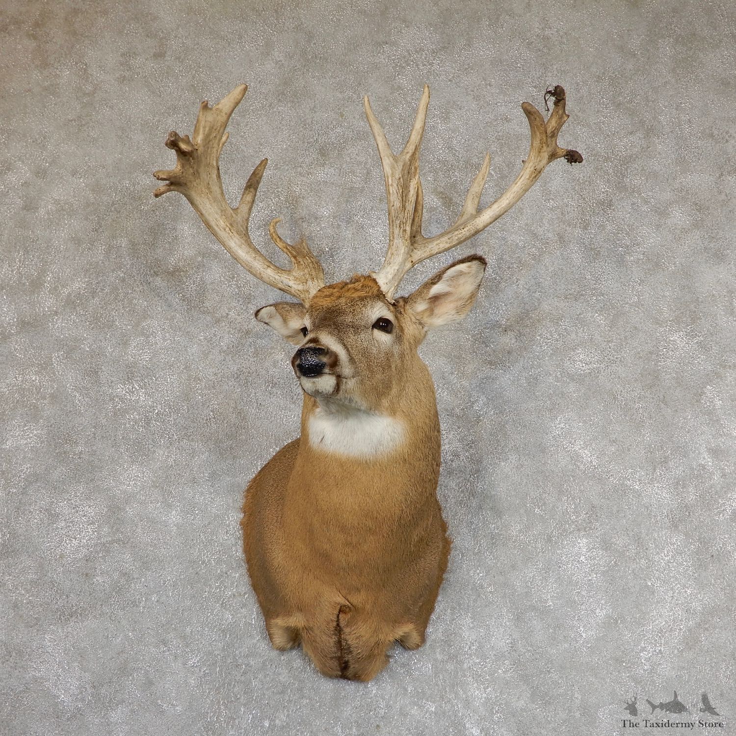 Whitetail Deer Shoulder Mount #19626 For Sale - The Taxidermy Store