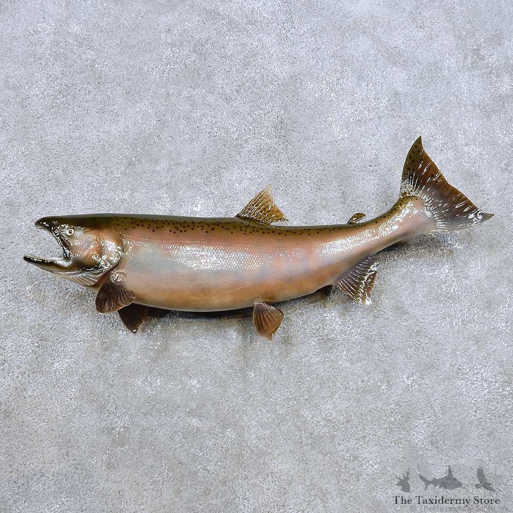 Coho Salmon Fish Mount For Sale #14373 @ The Taxidermy Store